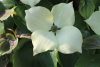 Csillagsom - Cornus kousa "Schmetterling'