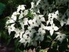 Csillagsom - Cornus kousa "Schmetterling'