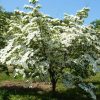 Csillagsom - Cornus kousa "Schmetterling'