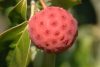 Csillagsom - Cornus kousa "Schmetterling'