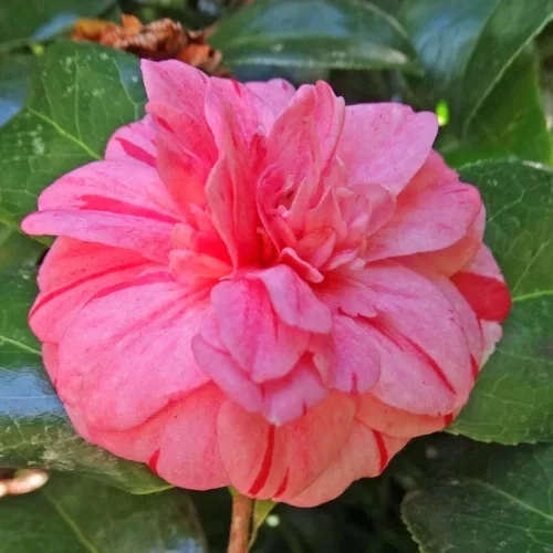 Camellia Japonica "Nishiki Kirin" - Japán Kamélia