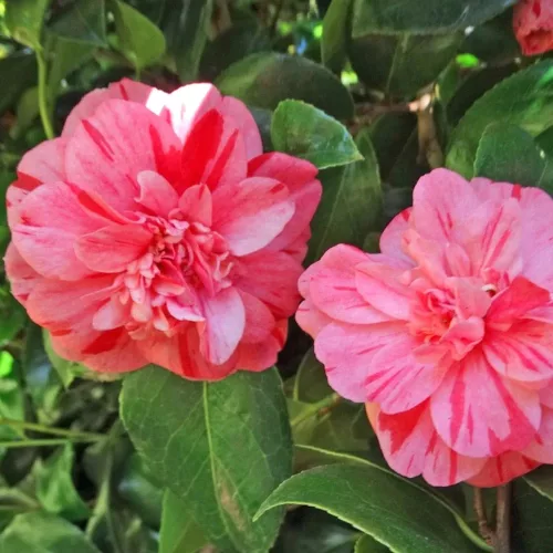 Camellia Japonica "Nishiki Kirin" - Japán Kamélia