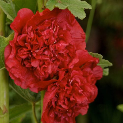 Kerti mályvarózsa - Alcea rosea 'Double Scarlet'