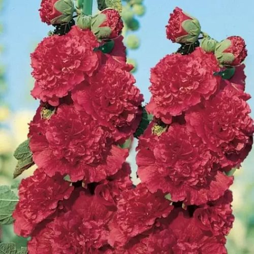 Kerti mályvarózsa - Alcea rosea 'Double Scarlet'