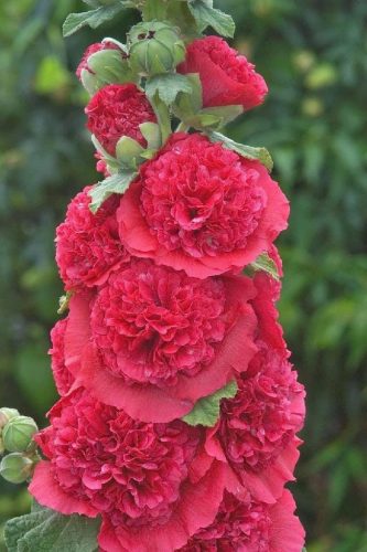 Kerti mályvarózsa - Alcea rosea 'Double Scarlet'