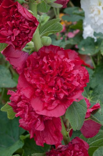 Kerti mályvarózsa - Alcea rosea 'Double Scarlet'