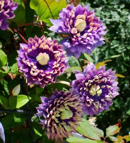 Teltvirágú Klematis / Iszalag - Clematis "Taiga" 