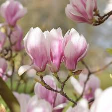 Magnolia  - 'Soulangeana' - Liliomfa - K3