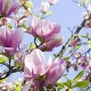 Magnolia  - 'Soulangeana' - Liliomfa - K3