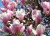 Magnolia  - 'Soulangeana' - Liliomfa - K3