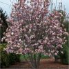 Magnolia  - 'Soulangeana' - Liliomfa - K3