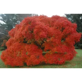 Japán juhar - Acer palmatum "Ornatum" K3