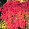 Japán juhar - Acer palmatum "Ornatum" K3