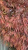Japán juhar - Acer palmatum "Ornatum" K3
