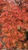 Japán juhar - Acer palmatum "Ornatum" K3