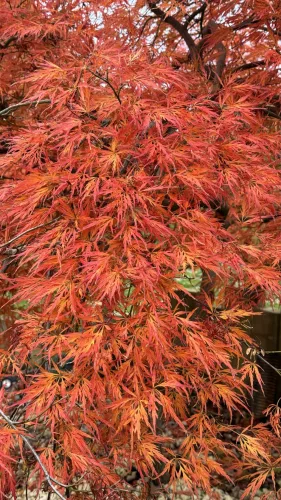 Japán juhar - Acer palmatum "Ornatum" K3