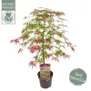 Japán juhar - Acer palmatum "Ornatum" K3