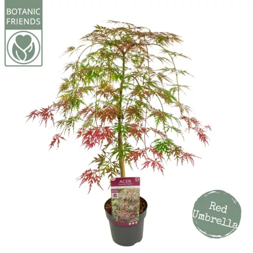 Japán juhar - Acer palmatum "Ornatum" K3