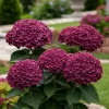 Kerti hortenzia – Hydrangea macrophylla ‘Royalty Collection Ningbo Purple’ K4