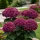 Kerti hortenzia – Hydrangea macrophylla ‘Royalty Collection Ningbo Purple’ K4