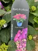 Kerti hortenzia – Hydrangea macrophylla ‘Royalty Collection Ningbo Purple’ K4