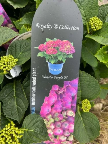 Kerti hortenzia – Hydrangea macrophylla ‘Royalty Collection Ningbo Purple’ K4