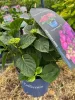Kerti hortenzia – Hydrangea macrophylla ‘Royalty Collection Ningbo Purple’ K4