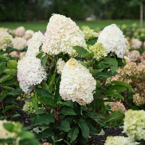 Bugás hortenzia - Hydrangea Paniculata "Magical Mount Malinche"