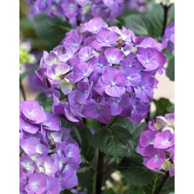  Kerti Hortenzia " Black Steel Purple Ball" - Hydrangea macrophylla