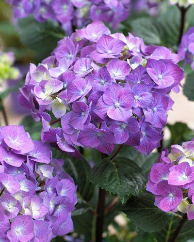 Kerti Hortenzia " Black Steel Purple Ball" - Hydrangea macrophylla