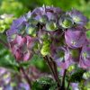 Kerti Hortenzia " Black Steel Purple Ball" - Hydrangea macrophylla