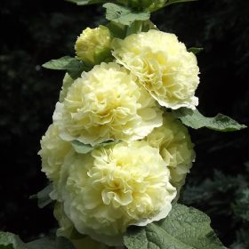   Kerti mályvarózsa - Alcea rosea flpl. 'Double Yellow"