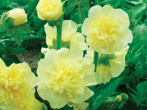Kerti mályvarózsa - Alcea rosea flpl. 'Double Yellow"