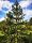 Chilei fenyő - Araucaria araucana K5