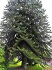 Chilei fenyő - Araucaria araucana K5