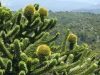 Chilei fenyő - Araucaria araucana K5