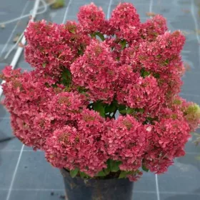   Törzses bugás hortenzia - Petite Cherry - Hydrangea Paniculata - 55 cm törzs