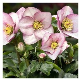 Helleborus HGC Winter Ballet "Liara"- Hunyor