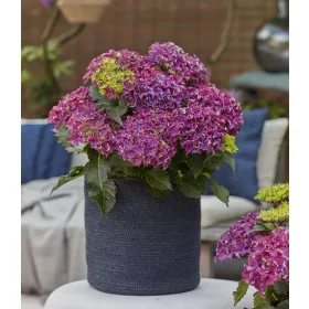   Kerti hortenzia - Hydrangea macrophylla Surfing Safari "Bayview Purple"