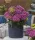 Kerti hortenzia - Hydrangea macrophylla Surfing Safari "Bayview Purple"
