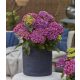 Kerti hortenzia - Hydrangea macrophylla Surfing Safari "Bayview Purple"