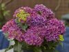 Kerti hortenzia - Hydrangea macrophylla Surfing Safari "Bayview Purple"