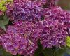 Kerti hortenzia - Hydrangea macrophylla Surfing Safari "Bayview Purple"