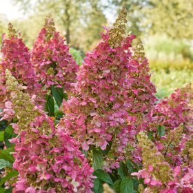   Bugás hortenzia - Hydrangea Paniculata " Candlelight"