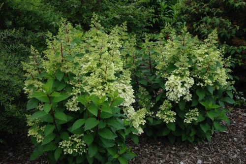 Bugás hortenzia - Hydrangea Paniculata " Candlelight"