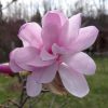 Liliomfa - Magnolia "Leonard Messel" - K7,5