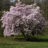 Liliomfa - Magnolia "Leonard Messel" - K7,5