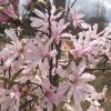 Liliomfa - Magnolia "Leonard Messel" - K7,5