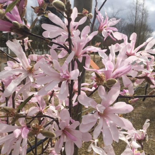 Liliomfa - Magnolia "Leonard Messel" - K7,5