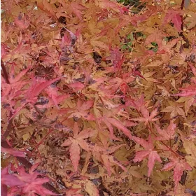 Japán juhar - Acer palmatum "Peve Chameleon" K12